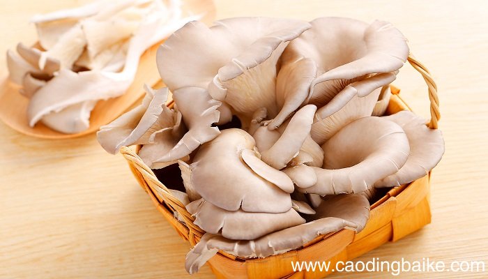 梦见蘑菇是什么意思 梦见蘑菇有什么预兆