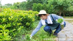 梦见院子里长满杂草是什么意思 梦见院子里长满杂草是什么预兆