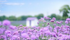 梦见薰衣草是什么意思 梦见薰衣草是什么预兆