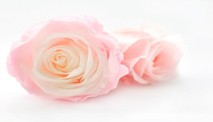 梦见玫瑰花开是什么意思 梦见玫瑰花开是什么预兆