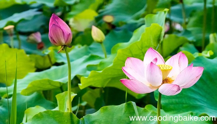 梦见荷叶是什么意思 梦见荷叶有什么预兆