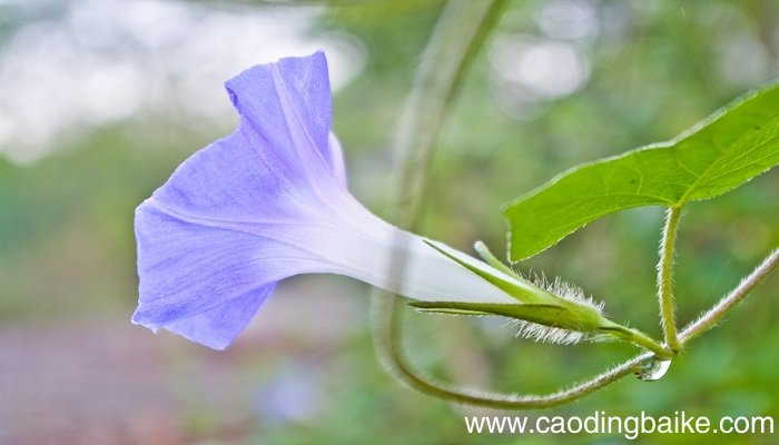 梦见牵牛花是什么意思 梦见牵牛花有什么预兆