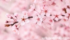 梦见樱花是什么意思 梦见樱花有什么预兆