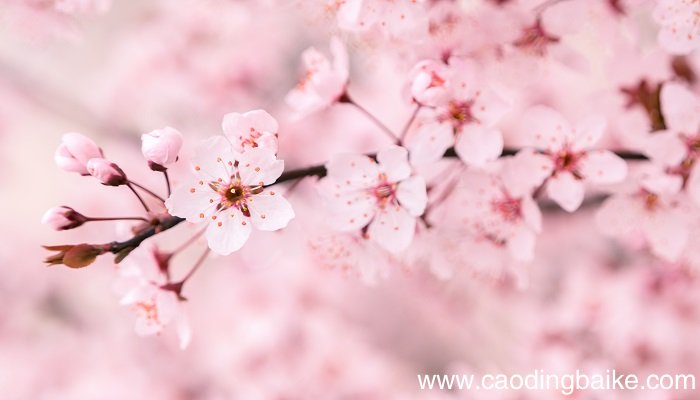 梦见樱花是什么意思 梦见樱花有什么预兆
