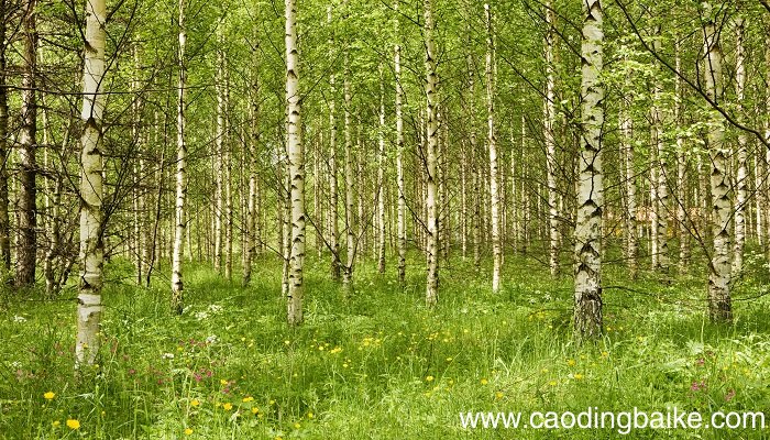 梦见桦树是什么意思 梦见桦树有什么预兆