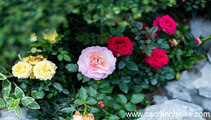 梦见月季花是什么意思 梦见月季花有什么预兆