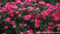 梦见月季花是什么意思 梦见月季花有什么预兆