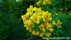 梦见槐花 洋槐花是什么意思 梦见槐花 洋槐花有什么预兆