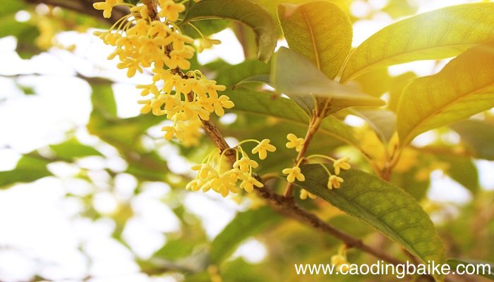梦见桂花是什么意思 梦见桂花有什么预兆