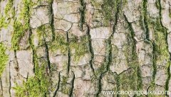 梦见树皮是什么意思 梦见树皮有什么预兆