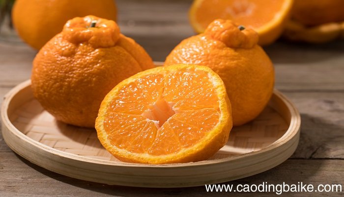 梦见橘子是什么意思 梦见橘子有什么预兆