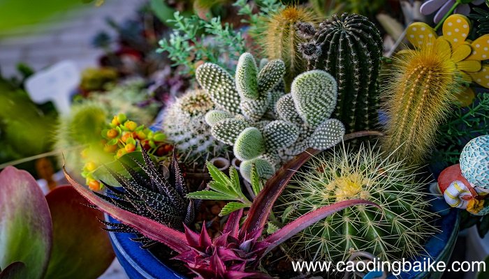 梦见荆棘是什么意思 梦见荆棘有什么预兆