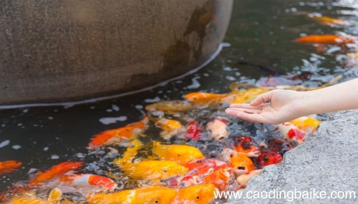 梦见青鱼是什么意思 梦见青鱼有什么预兆