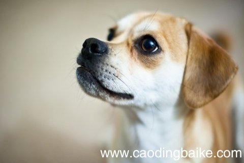 梦见猎犬是什么意思 梦见猎犬预示着什么