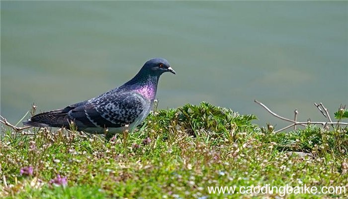 梦见鸽子是什么意思 梦见鸽子有什么预兆