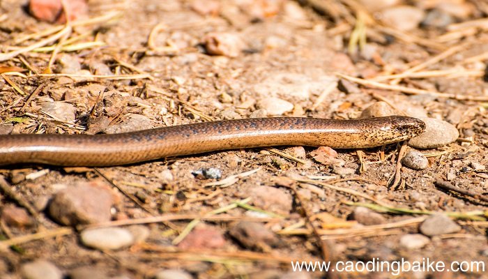 梦见鳝鱼是什么意思 梦见鳝鱼有什么预兆