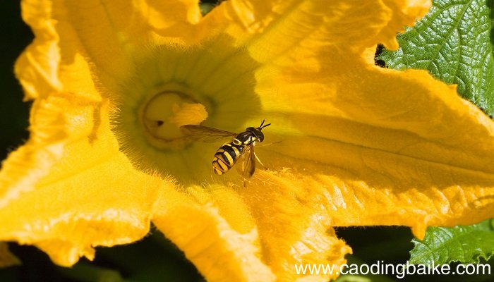 梦见蜂窝是什么意思 梦见蜂窝有什么预兆