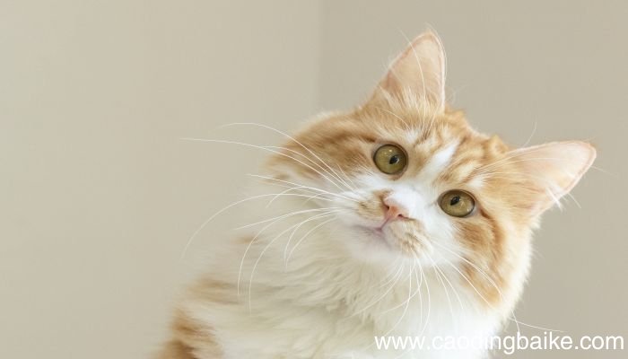 梦见养猫是什么意思 梦见养猫有什么预兆