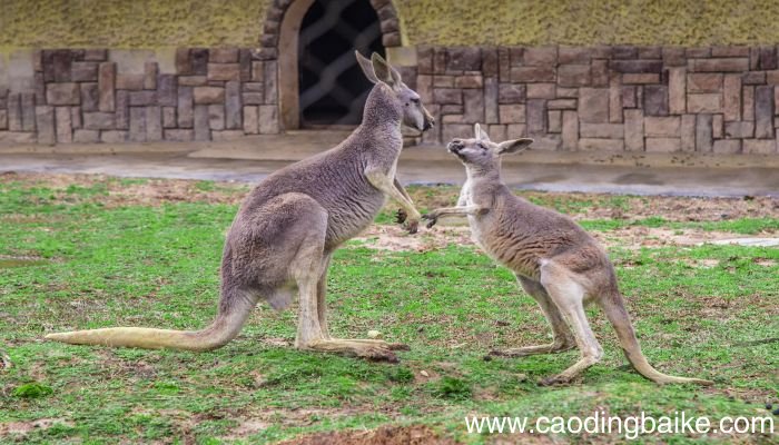梦见袋鼠是什么意思 梦见袋鼠有什么预兆