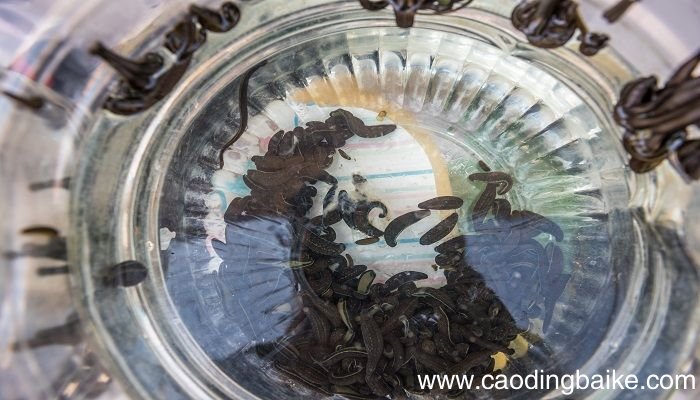 梦见寄生虫是什么意思 梦见寄生虫有什么预兆