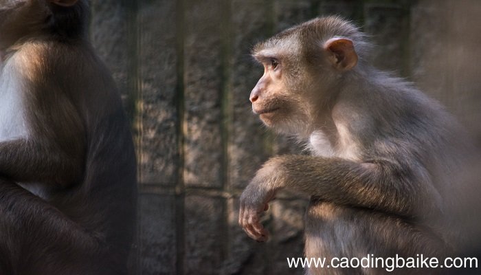 梦见猴子是什么意思 梦见猴子预示着什么