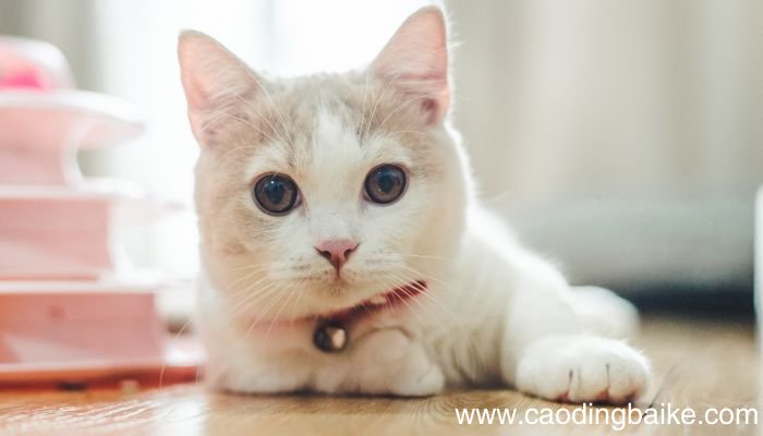 梦见猫是什么意思 梦见猫预示着什么