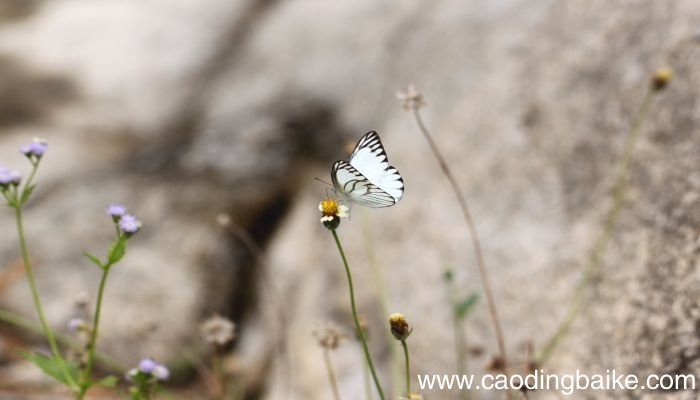 梦见蝴蝶在花丛里飞舞是什么意思 梦见蝴蝶在花丛里飞舞有什么预兆