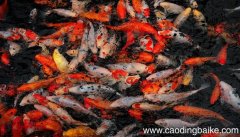 梦见鱼在河里或池塘是什么意思 梦见鱼在河里或池塘预示着什么