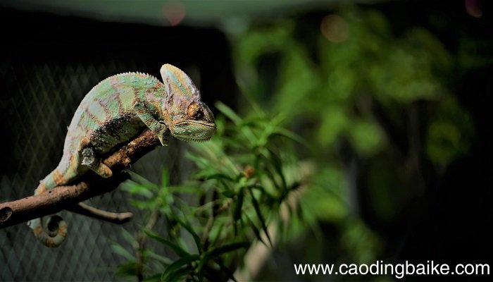 梦见蜥蜴在爬行是什么意思 梦见蜥蜴在爬行有什么预兆
