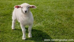 梦见绵羊是什么意思 梦见绵羊预示着什么