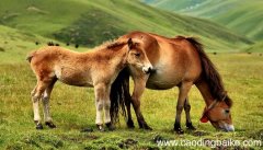 梦见野马是什么意思 梦见野马预示着什么