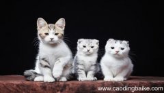 梦见狗咬死猫是什么意思 梦见狗咬死猫有什么预兆