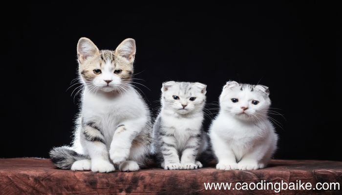 梦见狗咬死猫是什么意思 梦见狗咬死猫有什么预兆