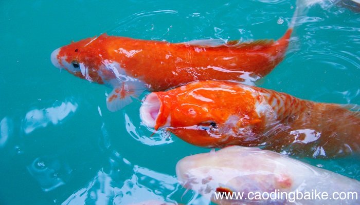 梦见鲱鱼是什么意思 梦见鲱鱼有什么预兆