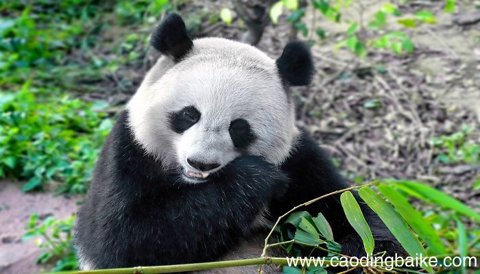梦见熊猫是什么意思 梦见熊猫预示着什么