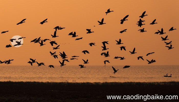 梦见大雁是什么意思 梦见大雁有什么预兆