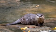 梦见水獭是什么意思 梦见水獭有什么预兆