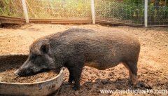 梦见野猪是什么意思 梦见野猪预示着什么