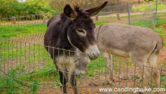 梦见骡马是什么意思 梦见骡马预示着什么