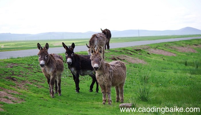 梦见骑驴是什么意思 梦见骑驴有什么预兆