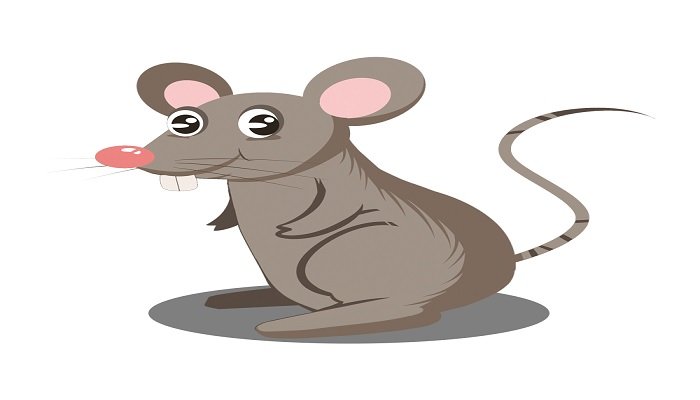 梦见死老鼠是什么意思 梦见死老鼠有什么预兆