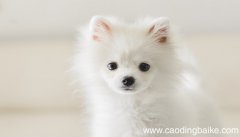 梦见白色的狗是什么意思 梦见白色的狗有什么预兆