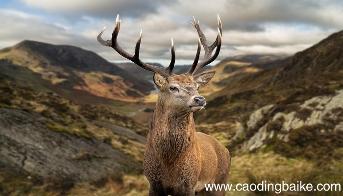 梦见捕获的鹿在跳跃是什么意思 梦见捕获的鹿在跳跃有什么预兆