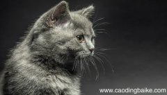 梦见好多猫是什么意思 梦见好多猫有什么预兆