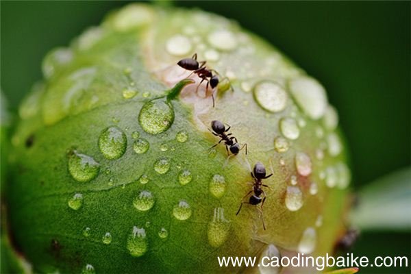 梦见嘴内有虫什么意思 梦见嘴内有虫预示什么