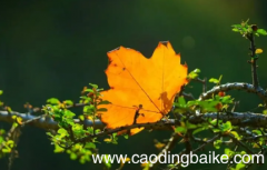 2022立秋在三伏天里会凉快吗 立秋之后还热多久