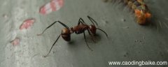 弓背蚁的特点
