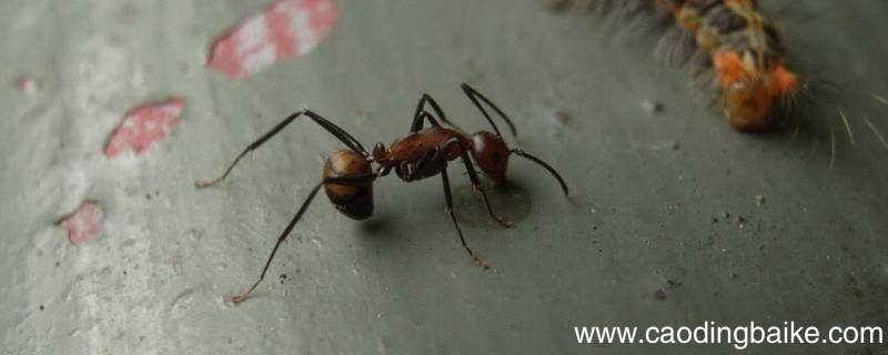 弓背蚁的特点