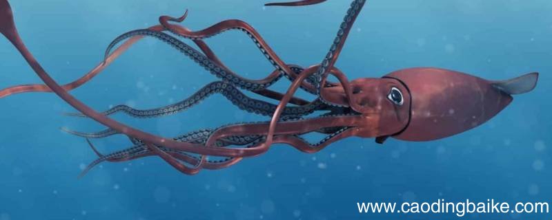 大王乌贼的特点