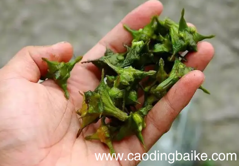 菱角可以直接生吃吗 菱角为什么不能生吃